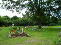 Grabstellen unter einem großen Baum auf dem Islamischen Gräberfeld auf dem städtischen  Friedhof Bungerhof Delmenhorst