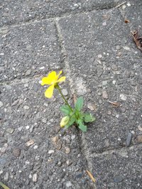 ein Zeichen der Lebenskraft ist diese kleine Blume, die sich zwischen den Pflastersteinen auf dem Vorplatz des St. Johannes Hauses in Hasport Annenheide ausgesamt hat. 