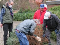 Vier Männer beugen sich über den dicken Stamm des Weihnachtsbaumes um denselben mit der elektrischen Säge für den Christbaumständer anzupassen. 