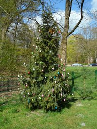 Ehemaliger Weihnachtsbaum, große Tanne 2021 im Garten des St. Johannes Hauses mit Ostereiern als Schmuck 