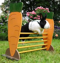 schwarz-weißes Kaninchen beim Sprung über eine Hürde auf dem Rasen